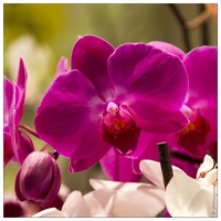 20140223-7147-Menton Orchidees