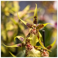 20140223-7156-Menton Orchidees