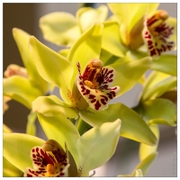 20140223-7161-Menton Orchidees