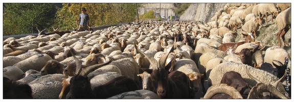 20061008-0324 0145-moutons val d'allos