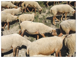 20061008-0326 0147-moutons val d'allos