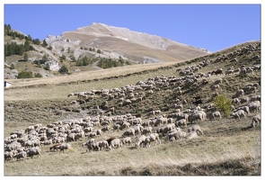 20061010-0682 3643-moutons