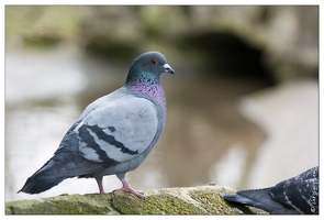 20090314-1125-pigeon