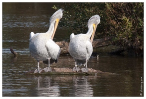 20091003-16 0284-Au Parc de Sainte Croix pelicans