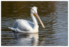 20091003-18 0262-Au Parc de Sainte Croix pelicans