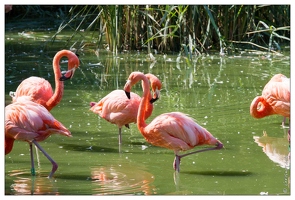 20100817-6849-Parc aux Oiseaux Flamant rose de Cuba
