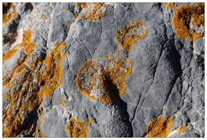 20161004-36 3851-Lichens