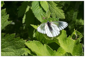 20170615-17 1552-La Bresse Papillon Gaze Pieride de l'aubepine