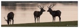 Cerf
