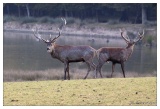 Cerf en période de brame