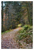 Chemin de forêt