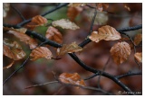 20091109185456-34d1a8bb.jpg