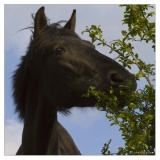 20100516-Cheval-2601.jpg