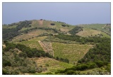 20100611-Route_de_la_Madeloque_Le_vignoble_Banyuls-3600.jpg
