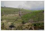 20100611-Route_de_la_Madeloque_Le_vignoble_Banyuls-3604.jpg