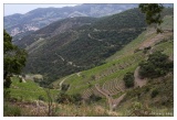20100611-Route_de_la_Madeloque_Le_vignoble_Banyuls-3608.jpg