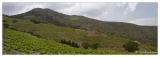 20100611-Route_de_la_Madeloque_Le_vignoble_Banyuls_pano-3611.jpg