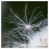 20100807-Plante-6035.jpg