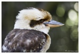 Parc aux Oiseaux (08/10)