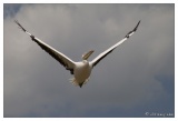 20100817-Pelicans-7196