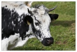 20100828-7486-Vache_vosgienne_.jpg