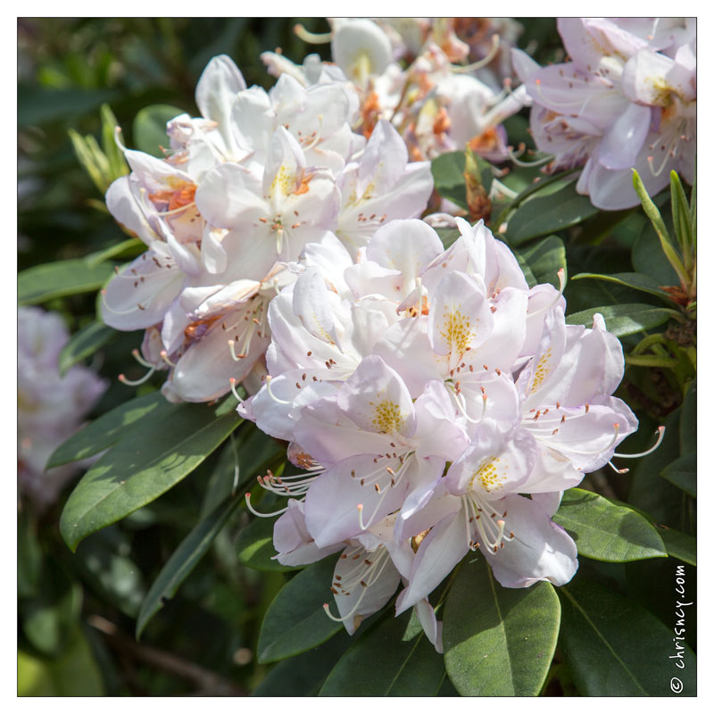 20130619-8397-Jardins_de_Callunes_Rhododendron.jpg