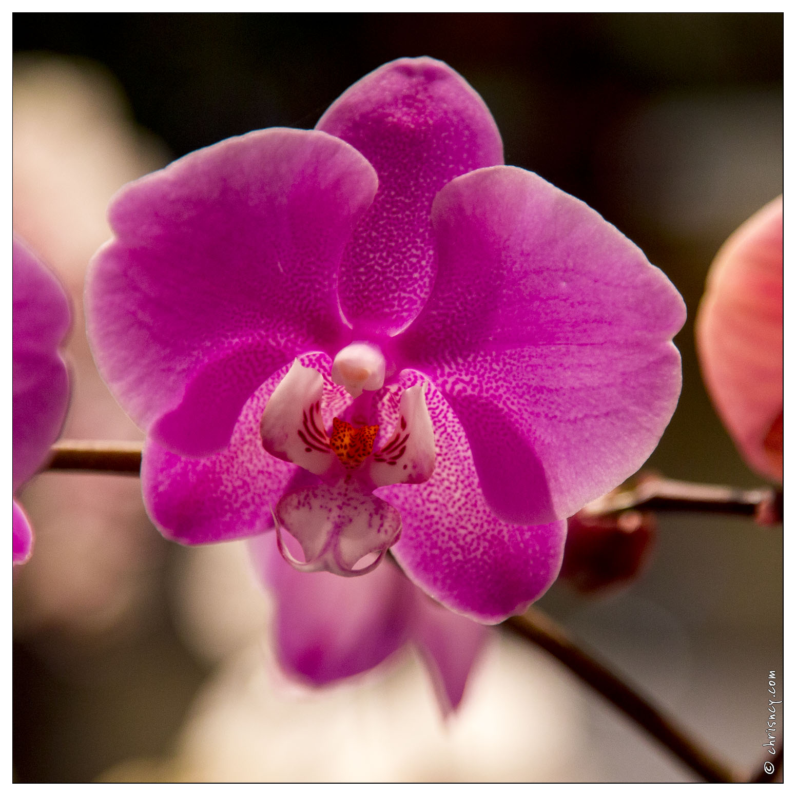 20140223-7150-Menton_Orchidees.jpg