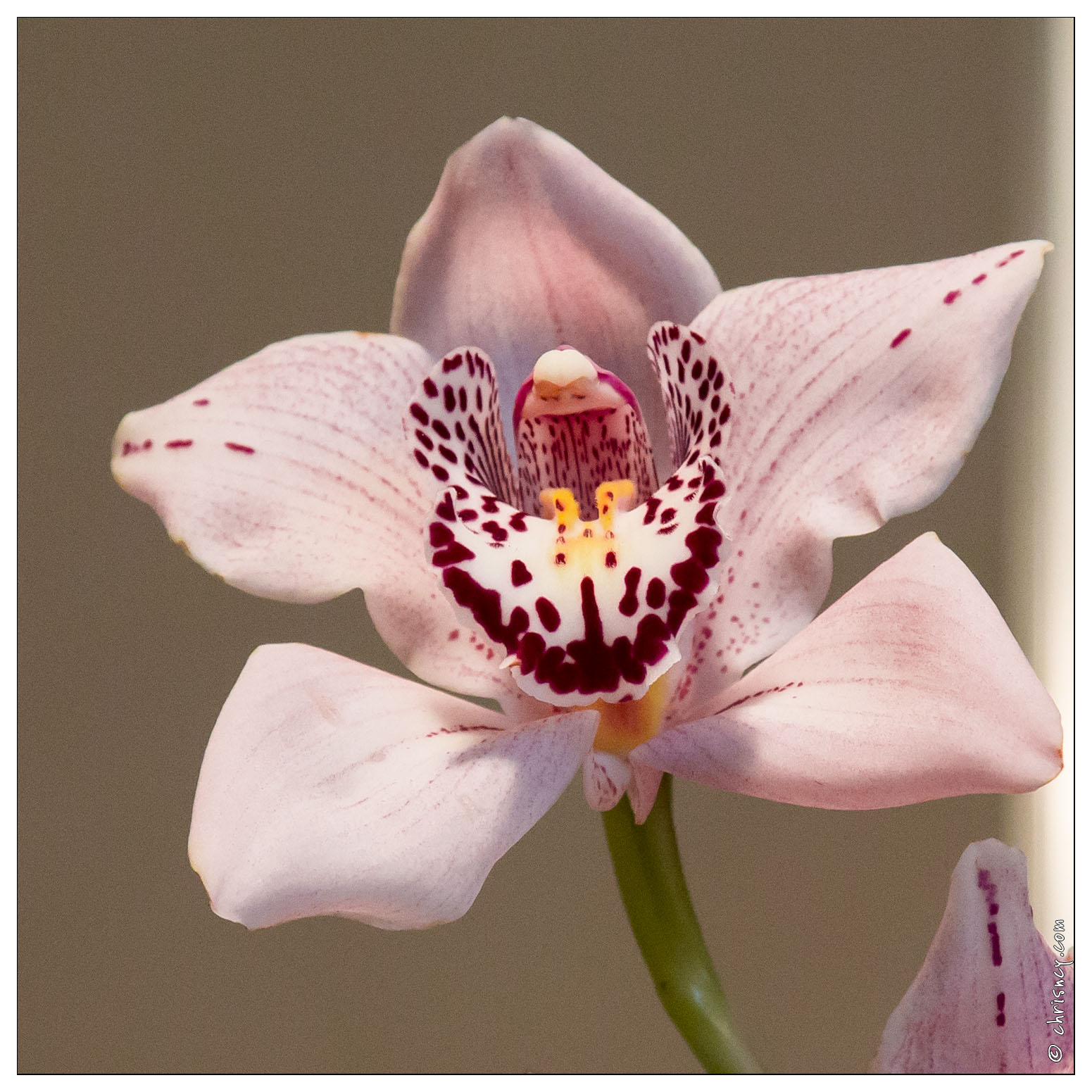 20140223-7162-Menton_Orchidees.jpg