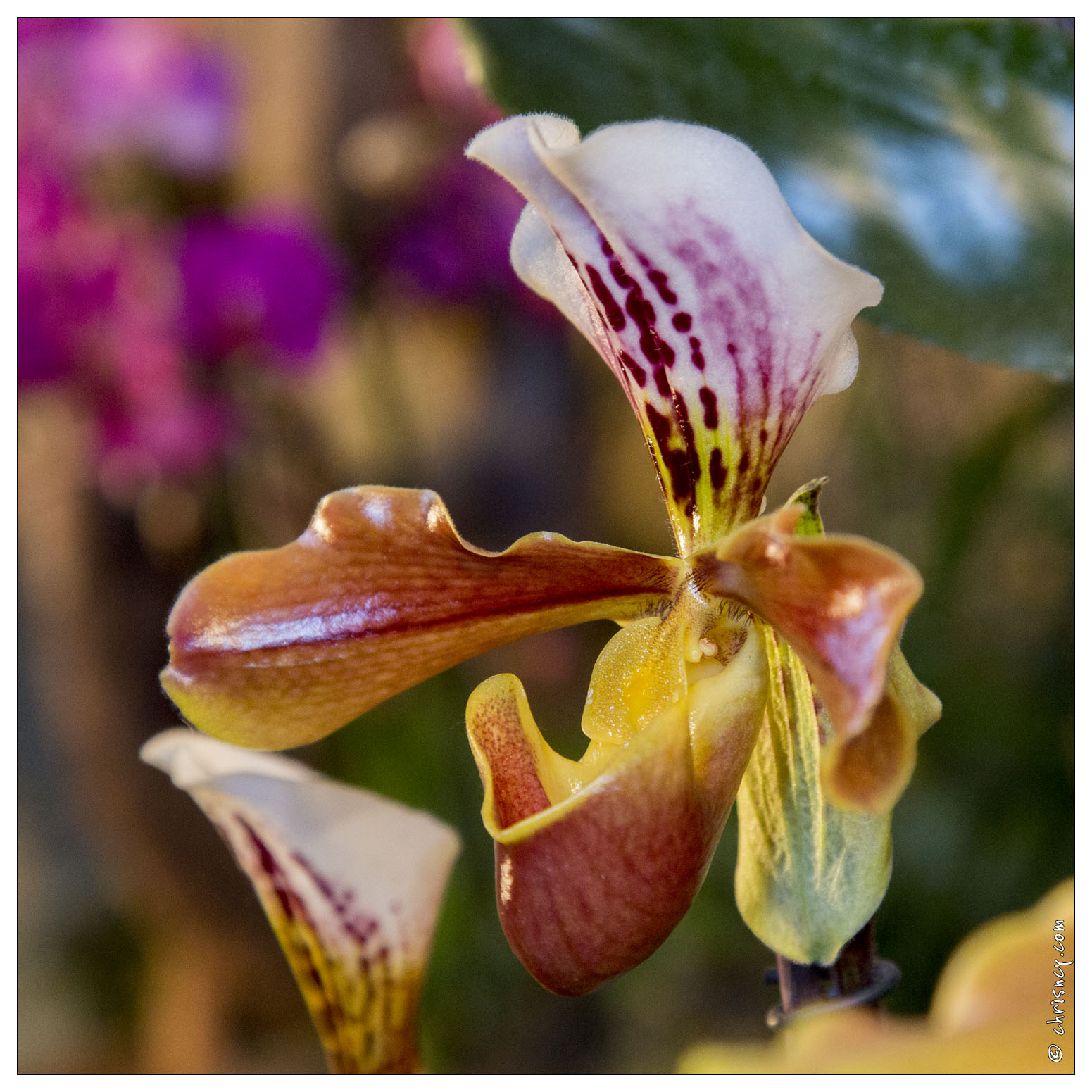 20140223-7169-Menton_Orchidees.jpg