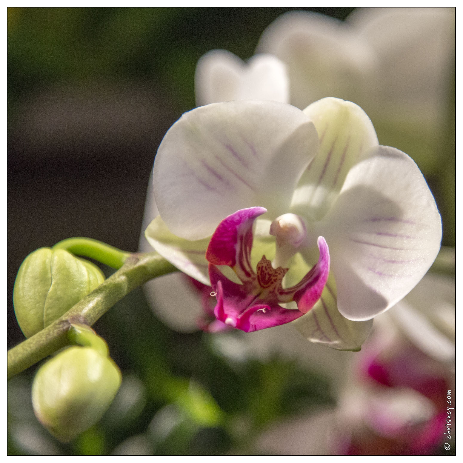 20140223-7175-Menton_Orchidees.jpg