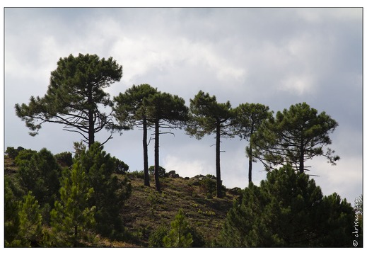 20120910-010 6083-Corse Pins Laricio