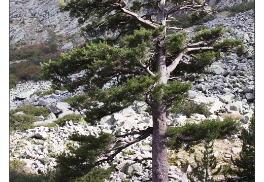 20120910-047 6177-Corse Restonica