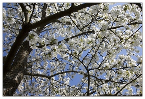 20130425-4739-Cerisier en fleurs