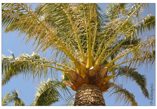 20030925-1526-Menton Esplanade palmero
