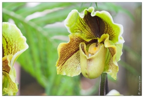 20090407-2089-Orchidee Paphiopedilum Lippewunder