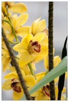 20090407-2219-Orchidee