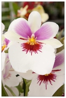 20090407-2300-Orchidee