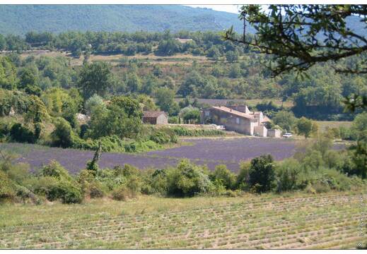 20020815-0148-lavandes aux environs de Saignon