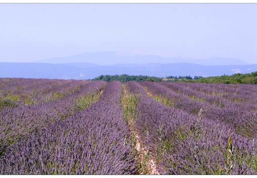 20020815-0156-lavandes un peu plus loin