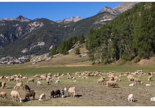 20160930-47 3498-Vallon du Melezet