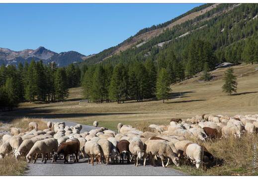 20160930-50 3504-Vallon du Melezet