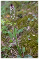 20170526-0874-Serres Orchis brule