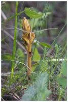 20170529-1187-Serres Orchidee