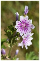 20170610-14 1522-mauve sylvestre