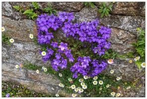 20180509-086 1634-Fleur Douarnenez
