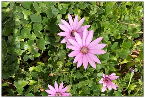 20180509-087 1636-Fleur Douarnenez