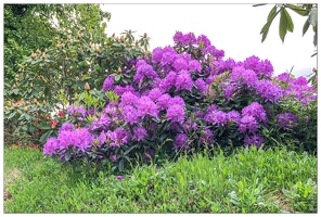 20180516-002 1892-Rhododendron