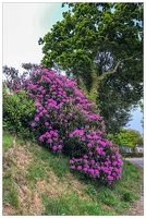 20180516-004 1896-Rhododendron
