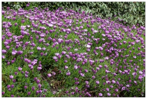 20180515-131 8463-Plougrescant Osteospermum Jucundum ou Souci fluvial