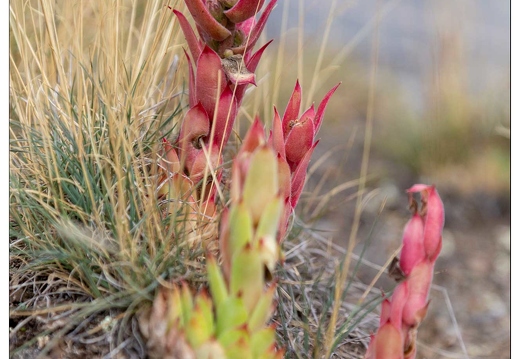 20190925-15 9607-Au goufre de Gourfouran Joubarbe